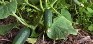 Zanachka f1 salatalık çeşidinin tanımı, yetiştirme özellikleri ve verimi