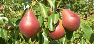 Popis odrůd hrušek Nadyadnaya Efimova a kultivační znaky