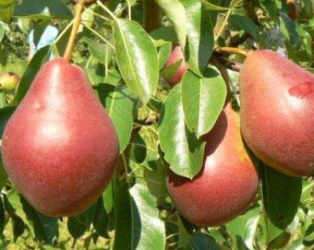 Beskrivelse af pæresorter Nadyadnaya Efimova og dyrkningsfunktioner