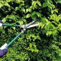 Cum să pruneți tufișurile de mure în timpul verii, primăvara și toamna