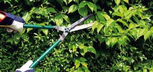 How to properly prune barberry bushes in summer, spring and autumn