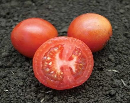 Descrizione della varietà di pomodoro Biancaneve, le sue caratteristiche, la semina e la cura