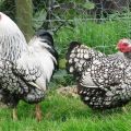 Caratteristiche e descrizione della razza di pollo Wyandotte, regole di mantenimento