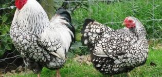 Característiques i descripció de la raça de pollastre Wyandotte, normes de manteniment