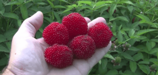 Planting and caring for Tibetan raspberries, cultivation and breeding methods