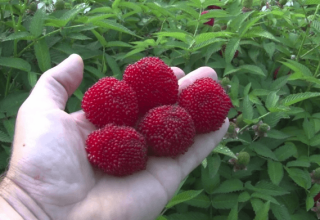 Planting and caring for Tibetan raspberries, cultivation and breeding methods