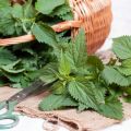 Healing properties and contraindications of nettle for the human body, application features