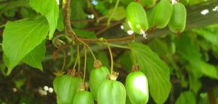 Cultiu i cuida l’actinidia a Sibèria, descripció de les millors varietats de kiwi