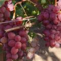 Opis i historia winogron Victoria, cechy sadzenia i pielęgnacji