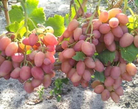 Descripción y tecnología del cultivo de variedades de uva Angelica.