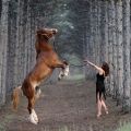 Hoe paarden thuis te trainen, regels en tips, boeken