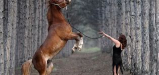 Com entrenar cavalls a casa, normes i consells, llibres