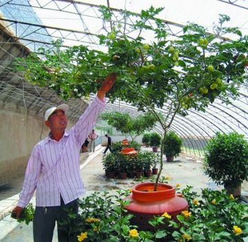 Növekszik és gondozása a paradicsomfát a szabadban