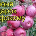 Opis a charakteristika odrody jabloní Darček pre Grafsky, pravidlá výsadby a starostlivosti