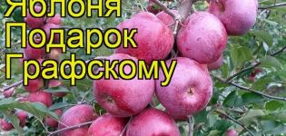 Obuolių medžio veislės aprašymas ir ypatybės Dovana „Grafsky“, sodinimo ir priežiūros taisyklės