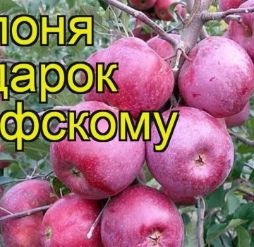 Az almafafajta leírása és jellemzői Ajándék a Grafsky számára, ültetési és gondozási szabályok