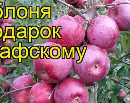 Descrizione e caratteristiche della varietà di melo Regalo a Grafsky, regole di semina e cura