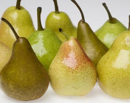 Is it possible to freeze pears in the freezer for the winter and how to do it correctly