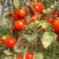 Description de la variété de tomate Sonata NK F1, ses caractéristiques et son rendement