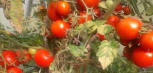 Pomidorų veislės Sonata NK F1 aprašymas, jo savybės ir derlius