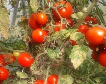 Beskrivelse af tomatsorten Sonata NK F1, dens egenskaber og udbytte