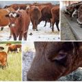 Descripción y características de las vacas de raza Kalmyk, reglas para su mantenimiento.