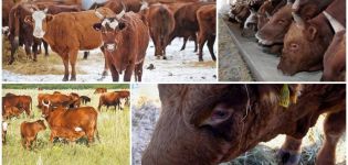 Kalmyk-rodun lehmien kuvaus ja ominaisuudet, niiden ylläpitoa koskevat säännöt