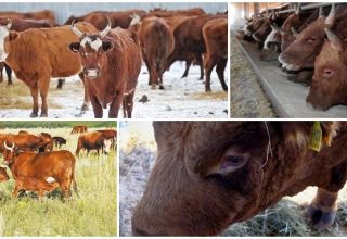 Περιγραφή και χαρακτηριστικά των αγελάδων φυλής Kalmyk, κανόνες για τη συντήρησή τους