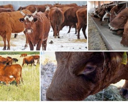 Mô tả và đặc điểm của giống bò Kalmyk, quy tắc bảo dưỡng chúng