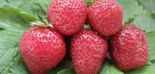 Beschreibung und Eigenschaften von Lambada-Erdbeeren, Pflanzen und Pflege