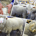 Dôvody rozvoja chovu oviec v Austrálii a najlepších plemien, veľkosť hospodárskych zvierat