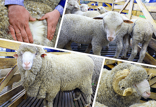 Reasons for the development of sheep breeding in Australia and the best breeds, livestock size