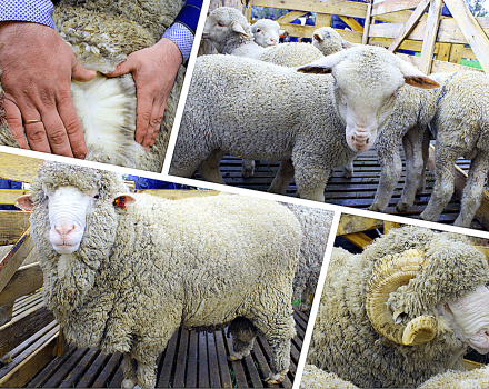 Důvody rozvoje chovu ovcí v Austrálii a nejlepších plemen, velikost hospodářských zvířat