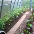 Is it possible to plant hot peppers next to cucumbers