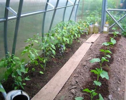 È possibile piantare peperoncini vicino ai cetrioli