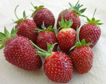 Beskrivelse og karakteristika for jordbærsorter Maryshka, dyrkning og reproduktion
