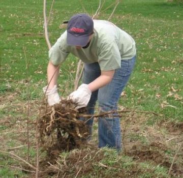 The best methods on how to uproot bushes on the site at home