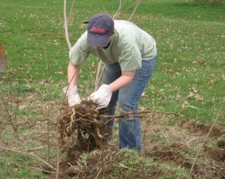 The best methods on how to uproot bushes on the site at home