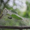 Was tun, wenn die Blätter auf dem Apfelbaum mit Spinnweben bedeckt sind, wie man damit umgeht und wie man es behandelt?
