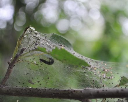 Làm gì nếu lá bị dính mạng nhện trên cây táo, cách xử lý và cách xử lý.