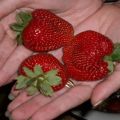 Descrierea și caracteristicile soiurilor de căpșuni Marmeladă, cultivare și reproducere
