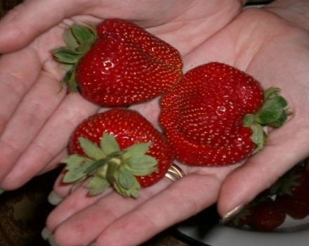 Paglalarawan at mga katangian ng mga strawberry varieties Marmalade, paglilinang at pagpaparami