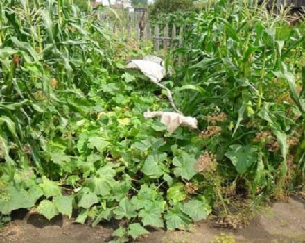How to plant cucumbers with corn in open ground, is it possible?