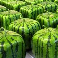 Do-it-yourself-Technologie für den Anbau quadratischer Wassermelonen zu Hause