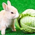 Is het mogelijk om konijnen met kool te voeren en hoeveel te geven