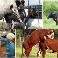 Најбоље доба за парење крава и могућих проблема са осемењавањем