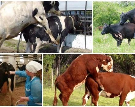 La millor edat de les vaques per combatre i possibles problemes d'inseminació