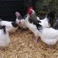Τι είναι οι σταυροί κοτόπουλου, η ταξινόμηση και η περιγραφή των καλύτερων φυλών