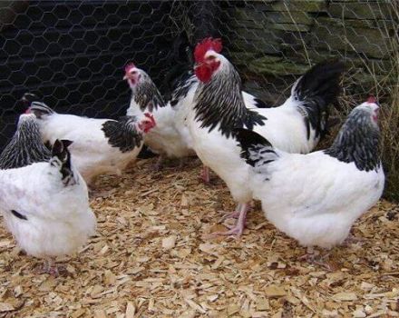 What are chickens crosses, classification and description of the best breeds