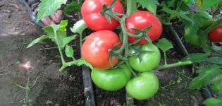Beschrijving tomatenras Roze vlezig
